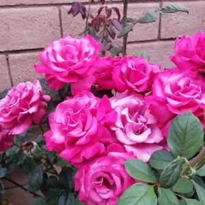 Meet your Posher, Margaret